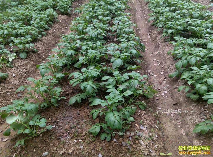 ɽ��ƽ��80��Ů��ѧ�������巵����������ҵ�¸�