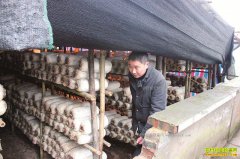 �Ĵ��崨���ܷ��״�����ֲʳ�þ�Ч������ú�