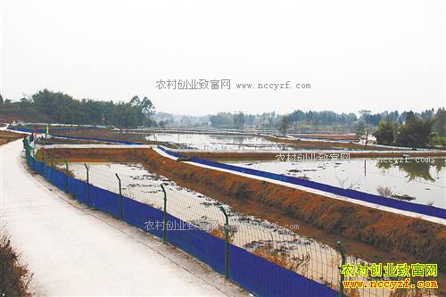 ����ͭ���ʹ��ֵ�����ֳ��բз��ũ���¸�����Ŀ