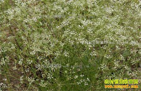 2017�����۸�����Ԥ��