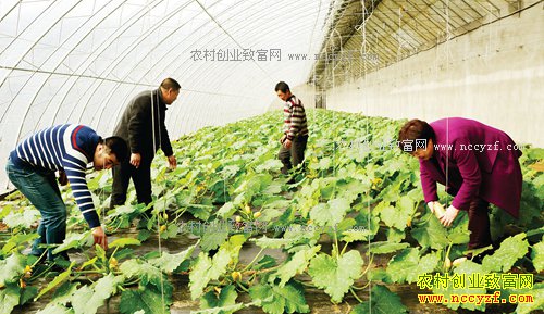 2017��ũ���ʲô��׬Ǯ-�л�ũҵ