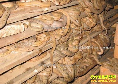 �Ĵ����ݻ�Զ���ƹ�Ӣ���޷���������׬50����Ԫ