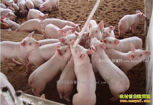 �Ĵ�üɽ�ж����������������廧�������Ҽ�׬Ǯ