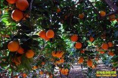 �������������������ֲ�¸���