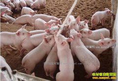 �Ĵ�üɽ�ж����������������廧�������Ҽ�׬Ǯ