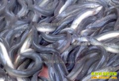 ��������Ǯһ�2017��2��10�����������۸�����