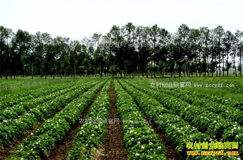 2017����������ֲЧ�桢��ֲ�������ֲǰ������