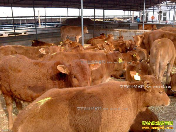 ����ʩ����ţ�ġ��Թ����ţ��ҵ�¸���