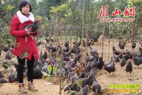 �Ĵ����ٻ�Ӣ��ֳ��̬���������¸�·