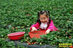 ��������ɽ�г���һ�ҵ�΢������ݮ�����볬ǧԪ