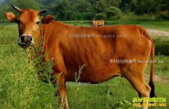 ������Դ�غα����Ź������ţ�¸���