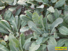 ��ֲ1Ķ�������ĳɱ�Ч�漰��ֲǰ������