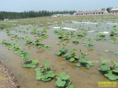 ����ź׬Ǯ��2017����ź�۸�Ԥ�⼰��ֲ�ɱ�Ч�����