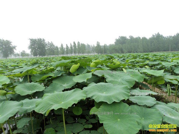 ��ź����Ǯһ�2017����ź�۸�Ԥ�⼰��ֲ�ɱ�Ч�����