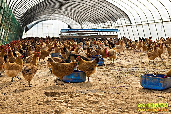 2017�����ɱ����������