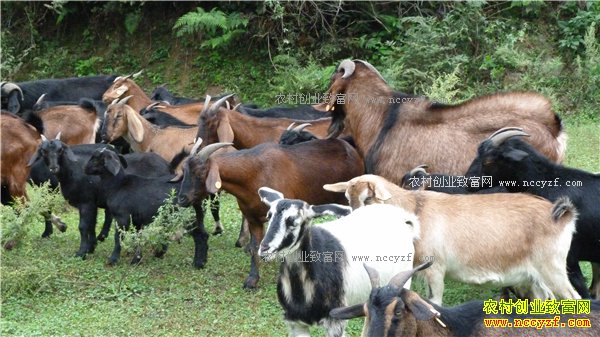 2017������������ܶ�׬Ǯ��