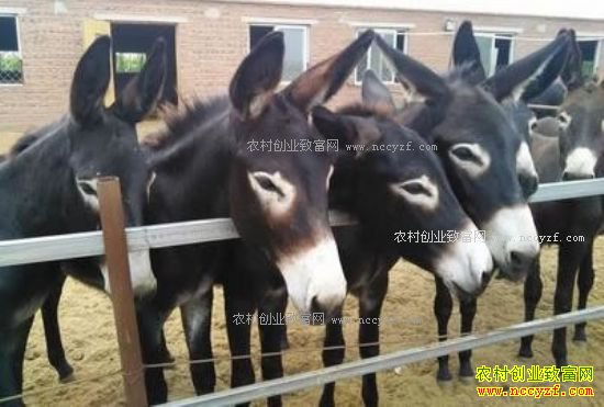 ¿��۸���� 2017����¿����׬Ǯ��