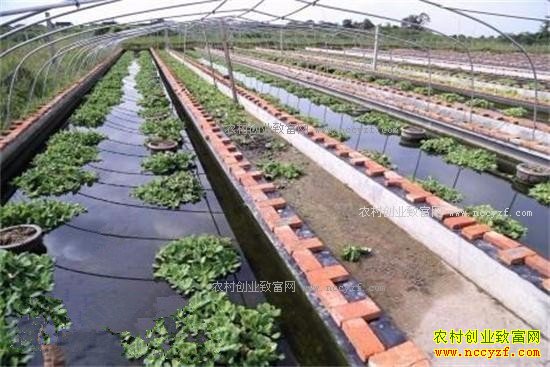 2017����ֳˮ��׬Ǯ�� ����ˮ��ǰ��������Ԥ��