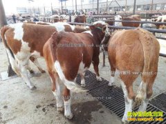 2017��������ţ��׬Ǯ����ţҪ׬Ǯ��ü���Է�����