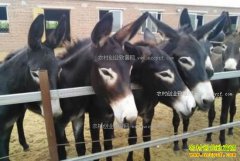 ¿��۸���� 2017����¿����׬Ǯ��