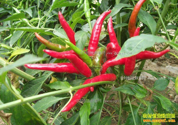 2017���߲�����Ԥ�⣺�ƹϼ۸������ǣ����ѡ������򽵼�