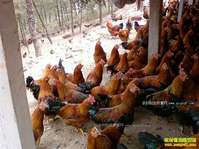 2017��ũ����ֳʲô������·-��ֳ�˼�