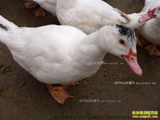 2017��ũ����ֳʲô������·-��ֳ������