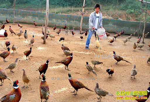 2017��ũ����ֳʲô������·-��ֳҰ��