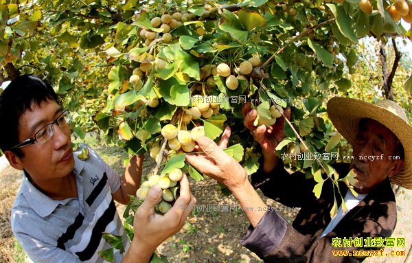 2017��ũ����ֲʲô������·-��ֲС�ӹ�