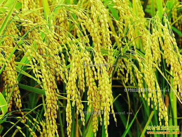 2017��ũ����ֲʲô������·-��ֲ���˵�