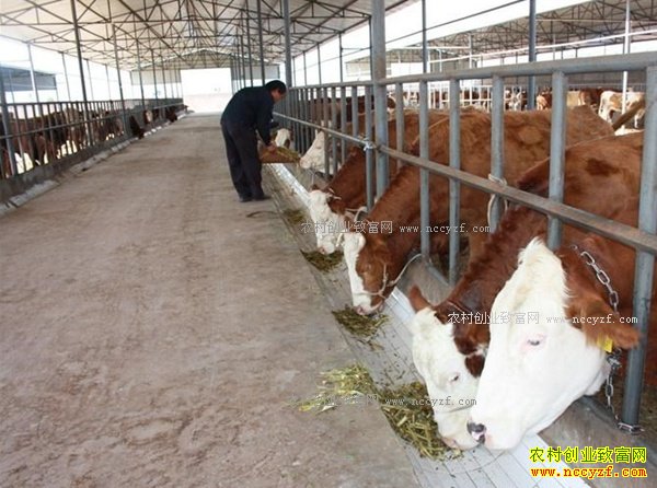 ��50ͷţһ��׬����Ǯ��2017��50ͷ��ţ��ֳ�ɱ�������