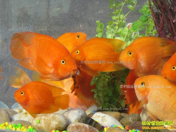 ��������ֳǰ������