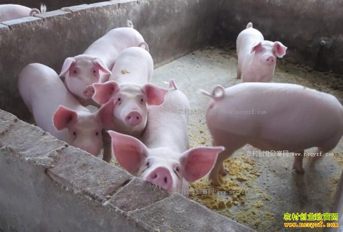 2017��Щ���������������أ�