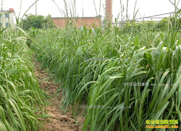 2017��ũ����ֲʲô������·-��ֲ��������