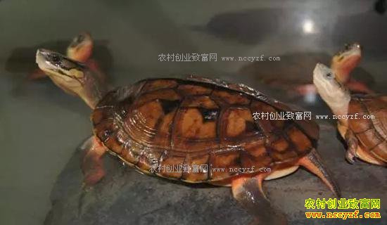 ��ֳ��ˮϺ�������ȵ�