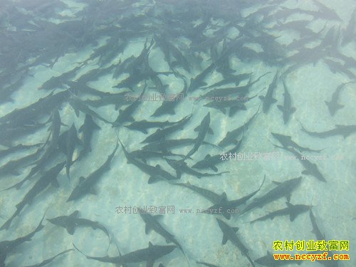 �淶��������ֳ���г�Ǳ���޴�