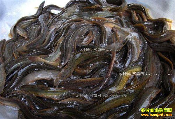 ������ֳ