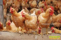 ��������ĸ�������ǵ���ԭ�򼰷��η���