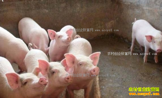 2017��2�����������۸񣺼�ó�г������۸�С������