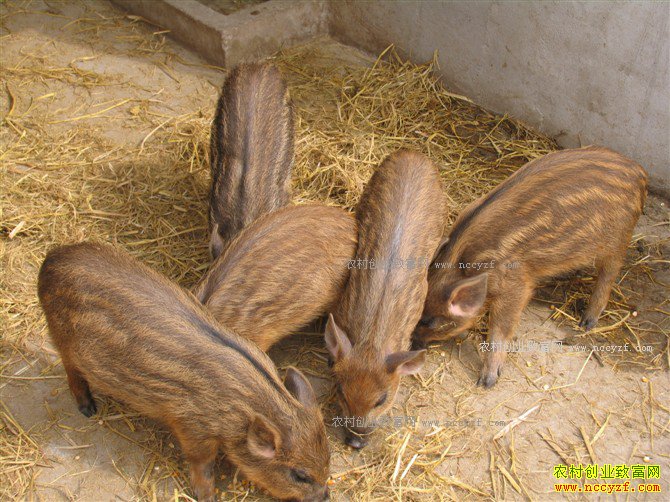 ���ս�������ϲ��Ұ��1ͷҰ����׬1200-1300Ԫ