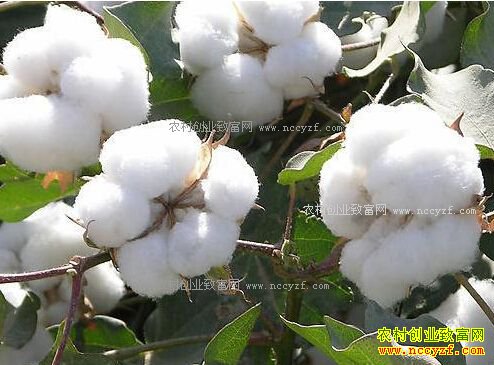 2017���޻��۸�����Ԥ�⣺����������� �޻�����������ů