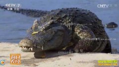 [ÿ��ũ��]������׬Ǯ���㶫����Ī����������Ч���