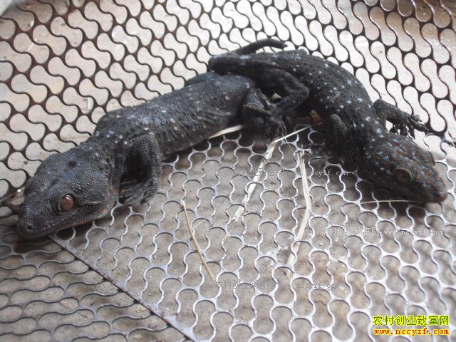 �����ֳǰ�� ��򻹦Ч���г��������