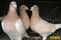 ������ֳ�ɱ�Ч���������1�Ը���һ��׬����Ǯ��