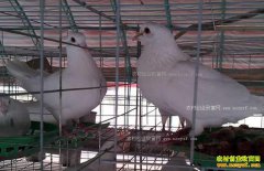 ������ֳЧ���������ֳ1000�����һ��������٣�