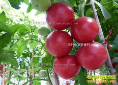 �����ɿ��г����ѹ�Ӧ�ٷ��Ѽ۸񷭷�