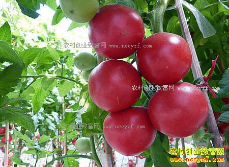 �����ɿ��г����ѹ�Ӧ�ٷ��Ѽ۸񷭷�