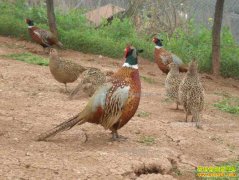 2017��ɽ����ֳǰ������ֳ�����������������