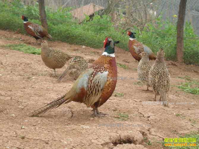 2017��ɽ����ֳǰ������ֳ�����������������