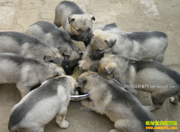 ��ֳ100ֻ�⹷������٣�2017���⹷��ֳ�ɱ�Ч�����